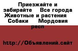 Приезжайте и забирайте. - Все города Животные и растения » Собаки   . Мордовия респ.